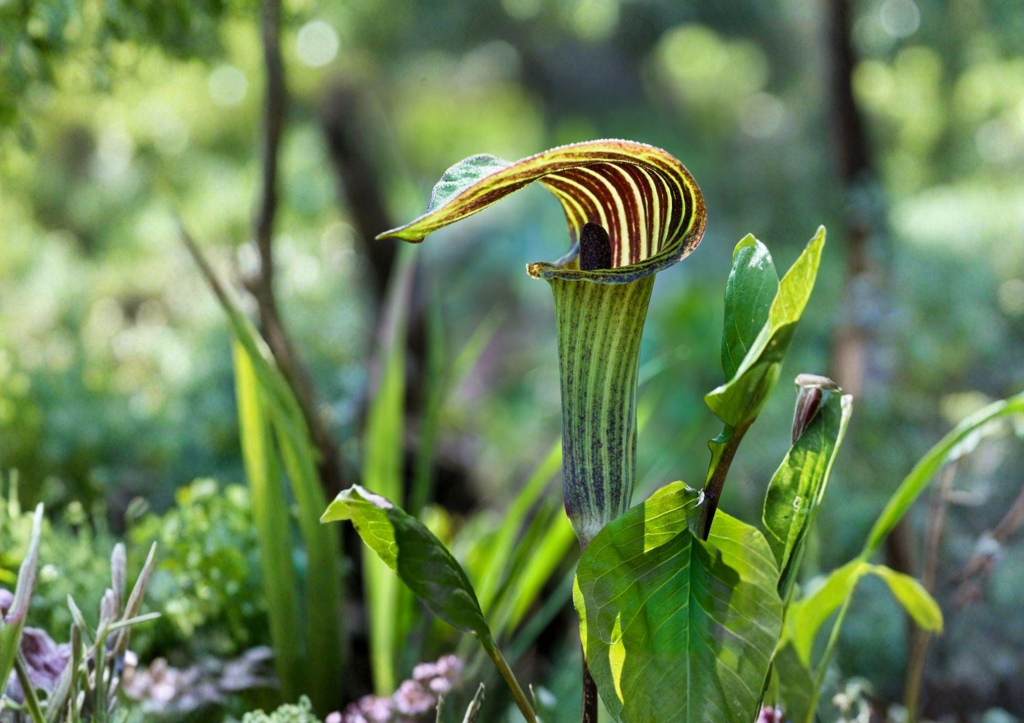 Arisaema triphyllum Seeds – Jack-in-the-Pulpit Woodland Perennial Flower, Native Shade Plant, Rare Flower Seeds