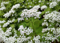 White Snakeroot Seeds – Hardy Shade Perennial Wildflower for Woodland Gardens – Ageratina altissima Native Native Plant Seed Pack