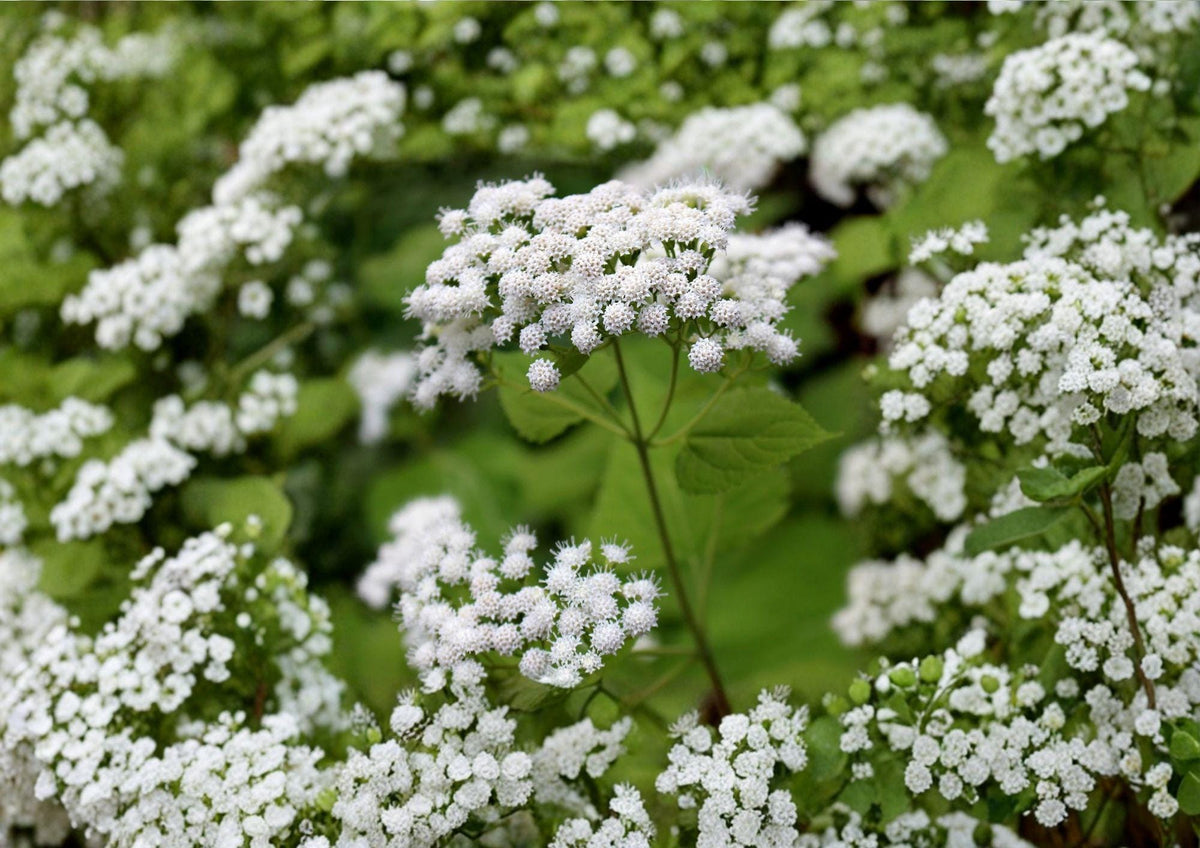 White Snakeroot Seeds – Hardy Shade Perennial Wildflower for Woodland Gardens – Ageratina altissima Native Native Plant Seed Pack