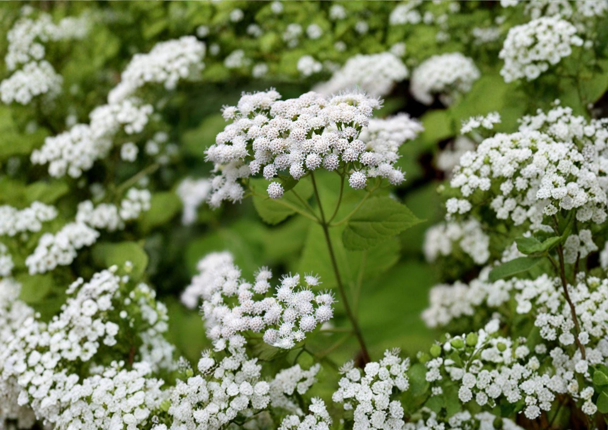 White Snakeroot Seeds – Hardy Shade Perennial Wildflower for Woodland Gardens – Ageratina altissima Native Native Plant Seed Pack