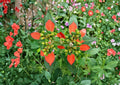 Euphorbia Cyathophora Seeds – Fire-on-the-Mountain Wildflower, Vibrant Red Foliage, Annual Flower Seeds for Garden Beds & Borders