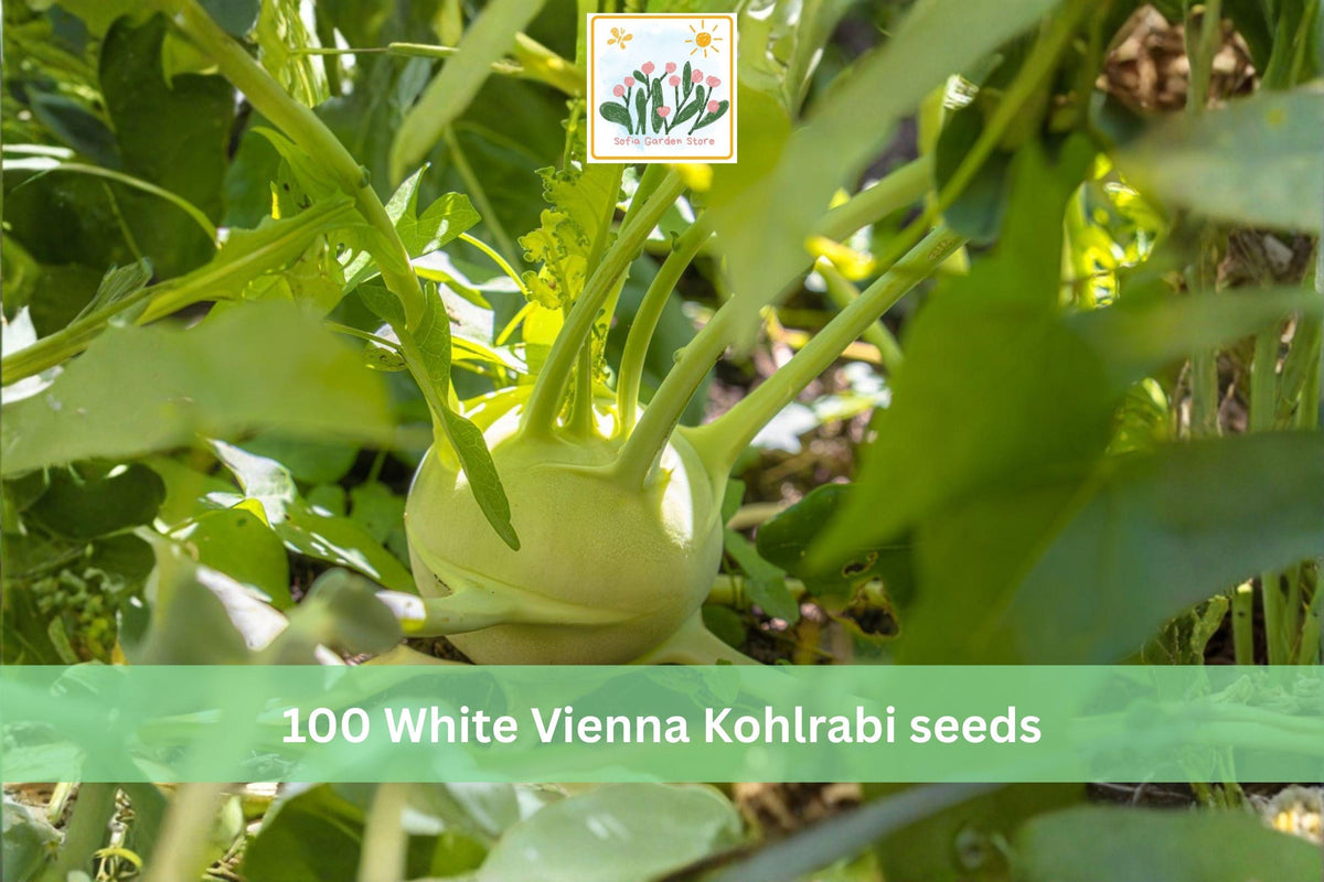 White Vienna Kohlrabi Seeds 100pcs – Heirloom Brassica Vegetable for Garden, Raised Bed & Container Planting