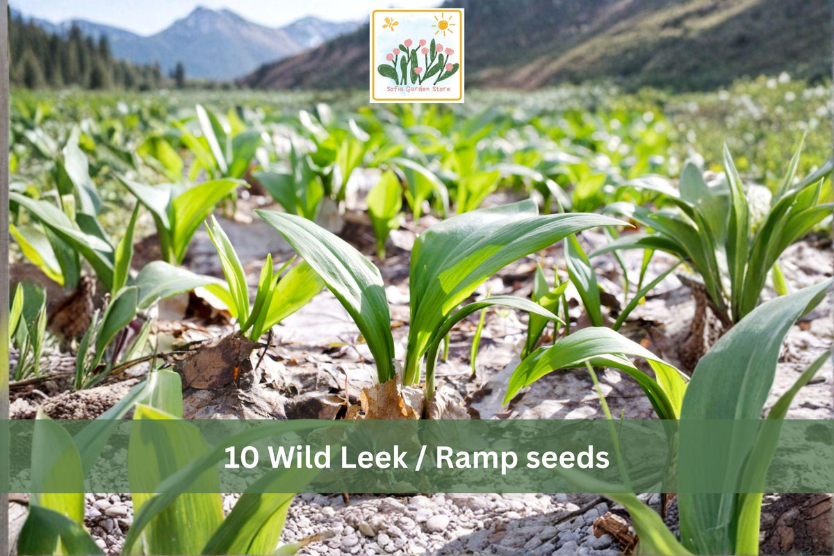Wild Leek Ramp Seeds 10pcs | Allium tricoccum Woodland Vegetable for Shaded Gardens