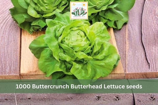 Buttercrunch Lettuce Seeds 1000pcs | Heirloom Lactuca sativa for Garden & Container Planting