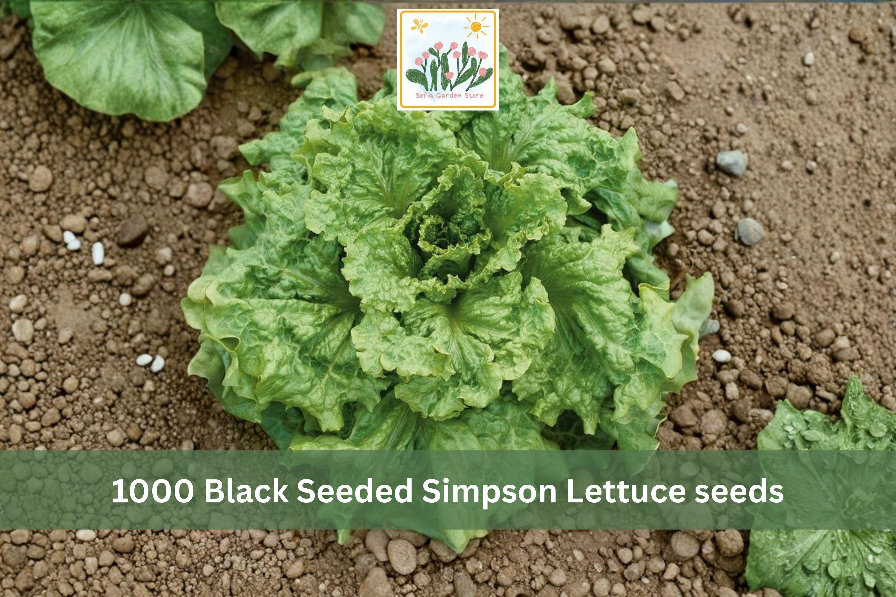 Black Seeded Simpson Lettuce Seeds 1000pcs – Heirloom Loose Leaf Vegetable for Garden & Container Planting – Lactuca sativa
