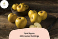 Opal Apple Tree Cuttings â€“ 3 Rare Rooting Grafting Fruit Tree Propagation