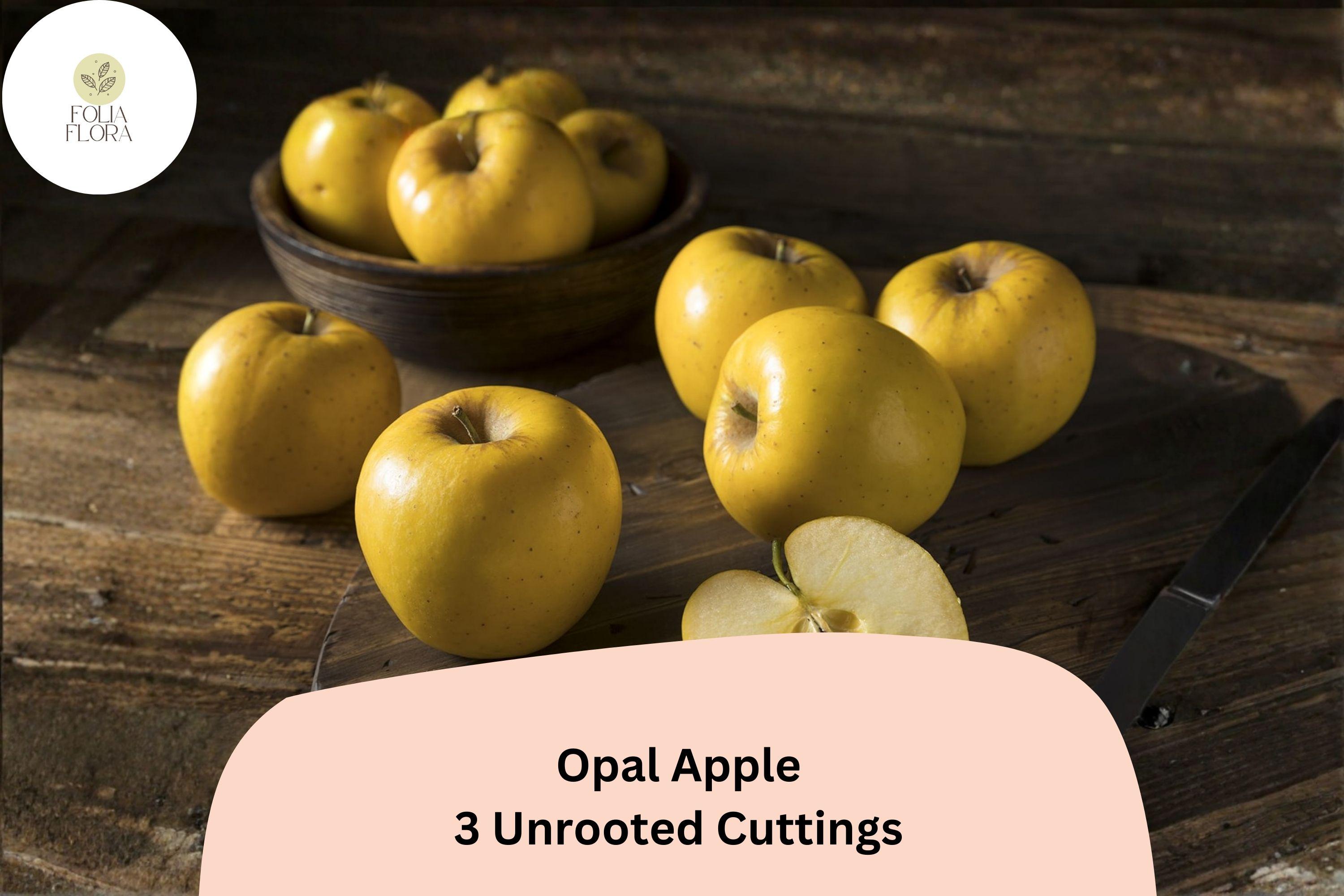 Opal Apple Tree Cuttings â€“ 3 Rare Rooting Grafting Fruit Tree Propagation
