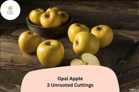 Opal Apple Tree Cuttings â€“ 3 Rare Rooting Grafting Fruit Tree Propagation