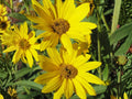 Lemon Mint Seeds (Monarda citriodora) – Fragrant Native Herb for Pollinator Gardens & Herbal Teas