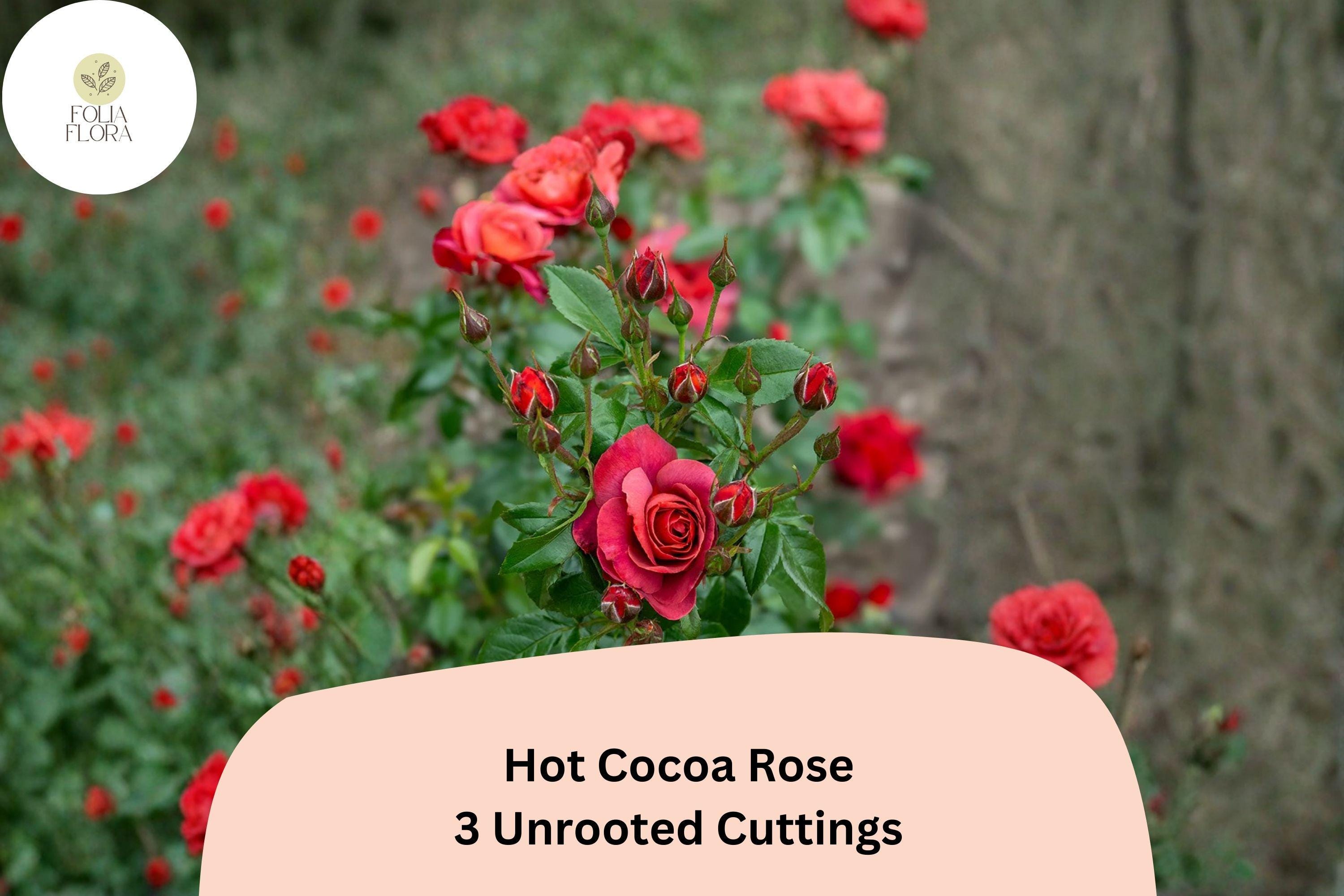 Hot Cocoa Rose Cuttings â€“ 3 Unrooted Rare Red Rose Cuttings for Rooting or Grafting