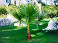 California Fan Palm Seeds – Washingtonia filifera – Hardy Desert Palm Tree for Gardening & Landscaping