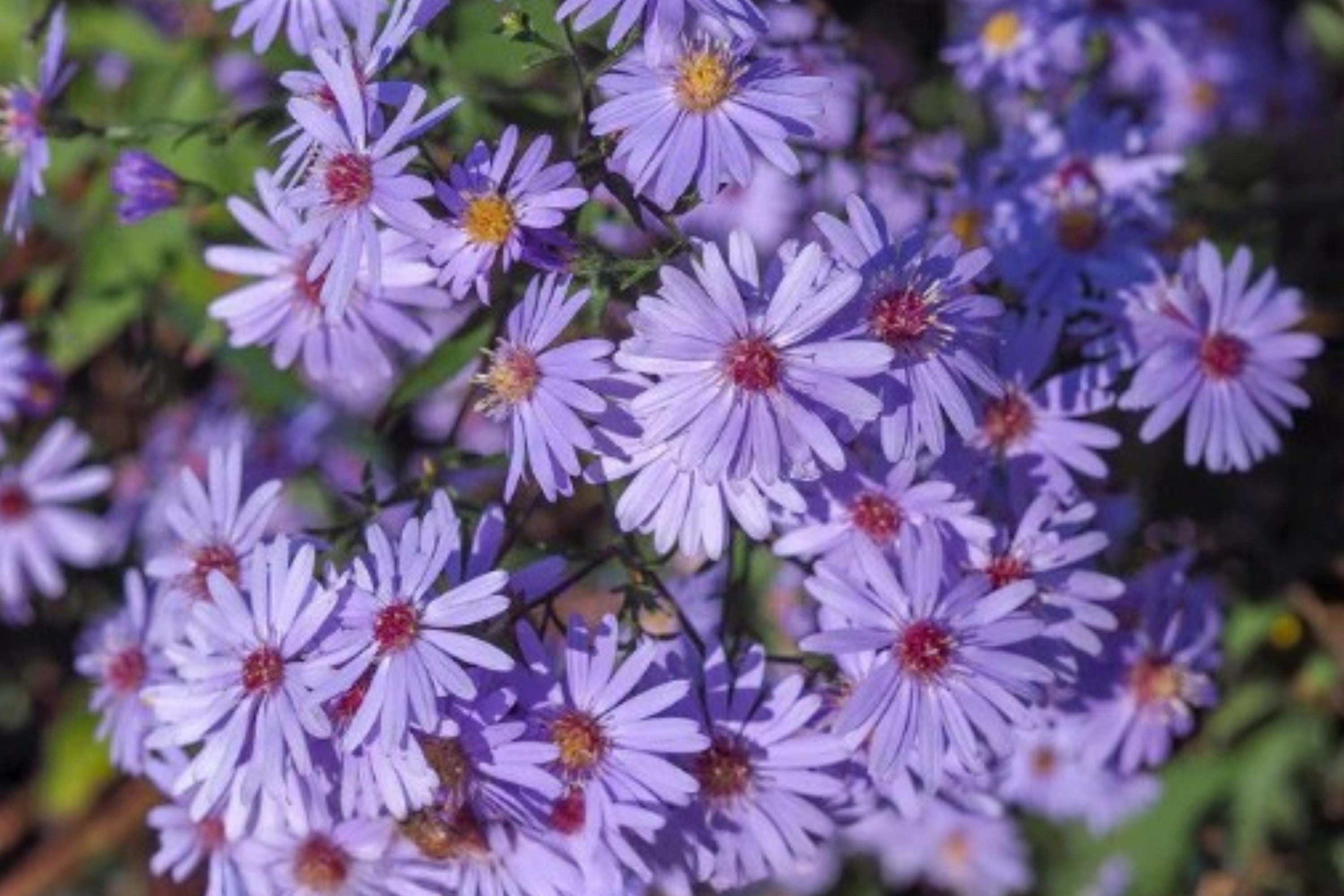 Blue Lobelia Seeds | Native Wildflower for Pollinator Gardens & Rain Gardens | Lobelia siphilitica (100 Seeds)