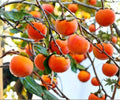 Persimmon Cuttings 3-Pack, Diospyros kaki, Japanese Persimmon Tree Grafting Wood, Fruit Tree Propagation