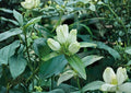 Gentiana Flavida Seeds – Rare Cream Gentian, Pale Yellow Bottle Flowers, Native Perennial, Pollinator-Friendly, 100 Seeds