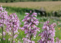 Penstemon calycosus Seeds – Native Calico Beardtongue Wildflower for Pollinator Gardens, Prairie, Meadow, Native Plant Landscape