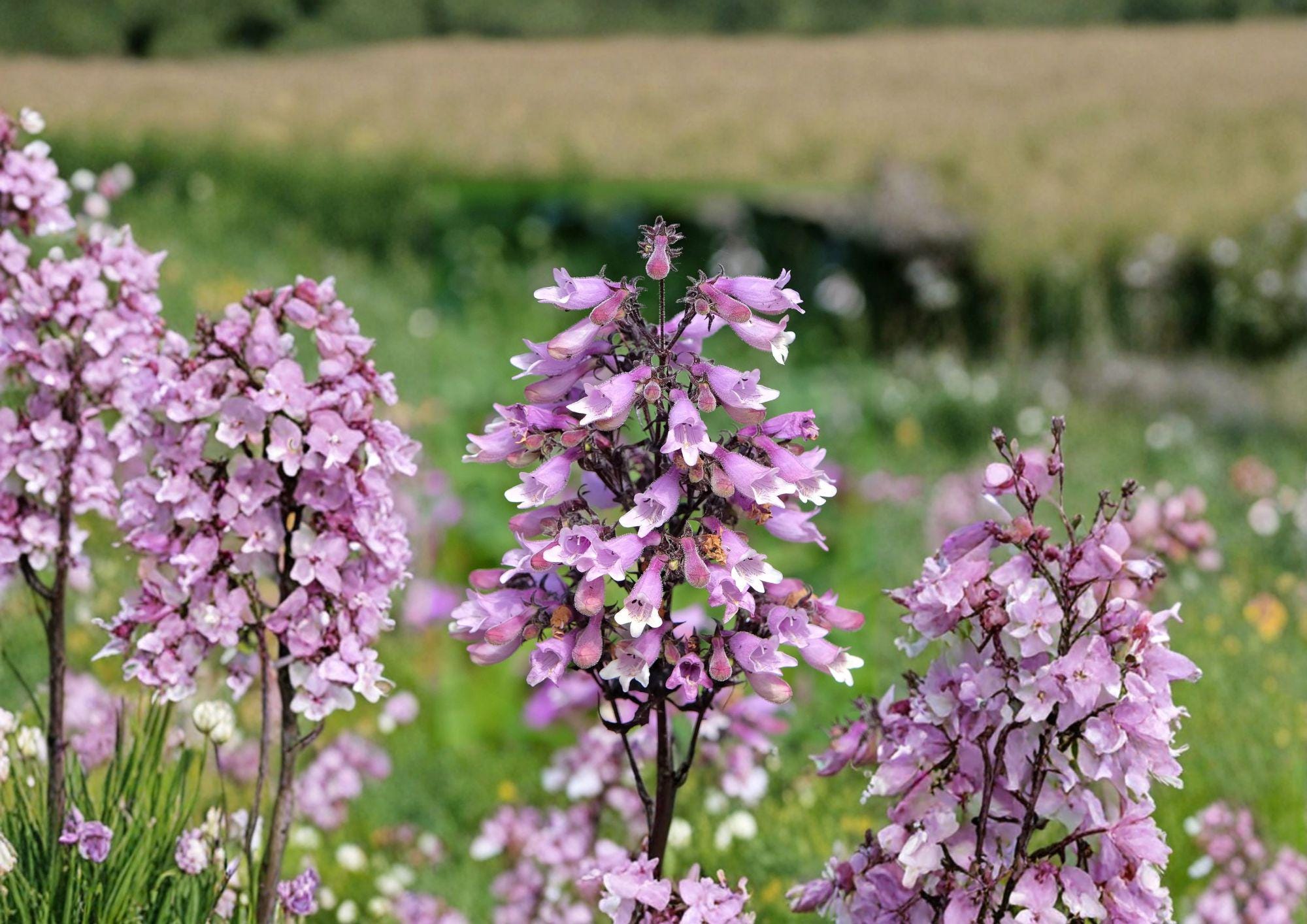 Penstemon calycosus Seeds – Native Calico Beardtongue Wildflower for Pollinator Gardens, Prairie, Meadow, Native Plant Landscape