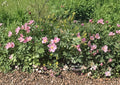 Rosa Carolina Pasture Rose Seeds – Native Pink Wild Rose, Fragrant Blooms, Red Hips, Hardy Perennial, Wildlife Garden Plant