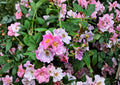 Rosa Setigera Illinois Rose Seeds – Native Climbing Wild Rose, Fragrant Pink Blooms, Wildlife-Friendly Garden Plant