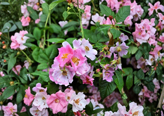 Rosa Setigera Illinois Rose Seeds – Native Climbing Wild Rose, Fragrant Pink Blooms, Wildlife-Friendly Garden Plant