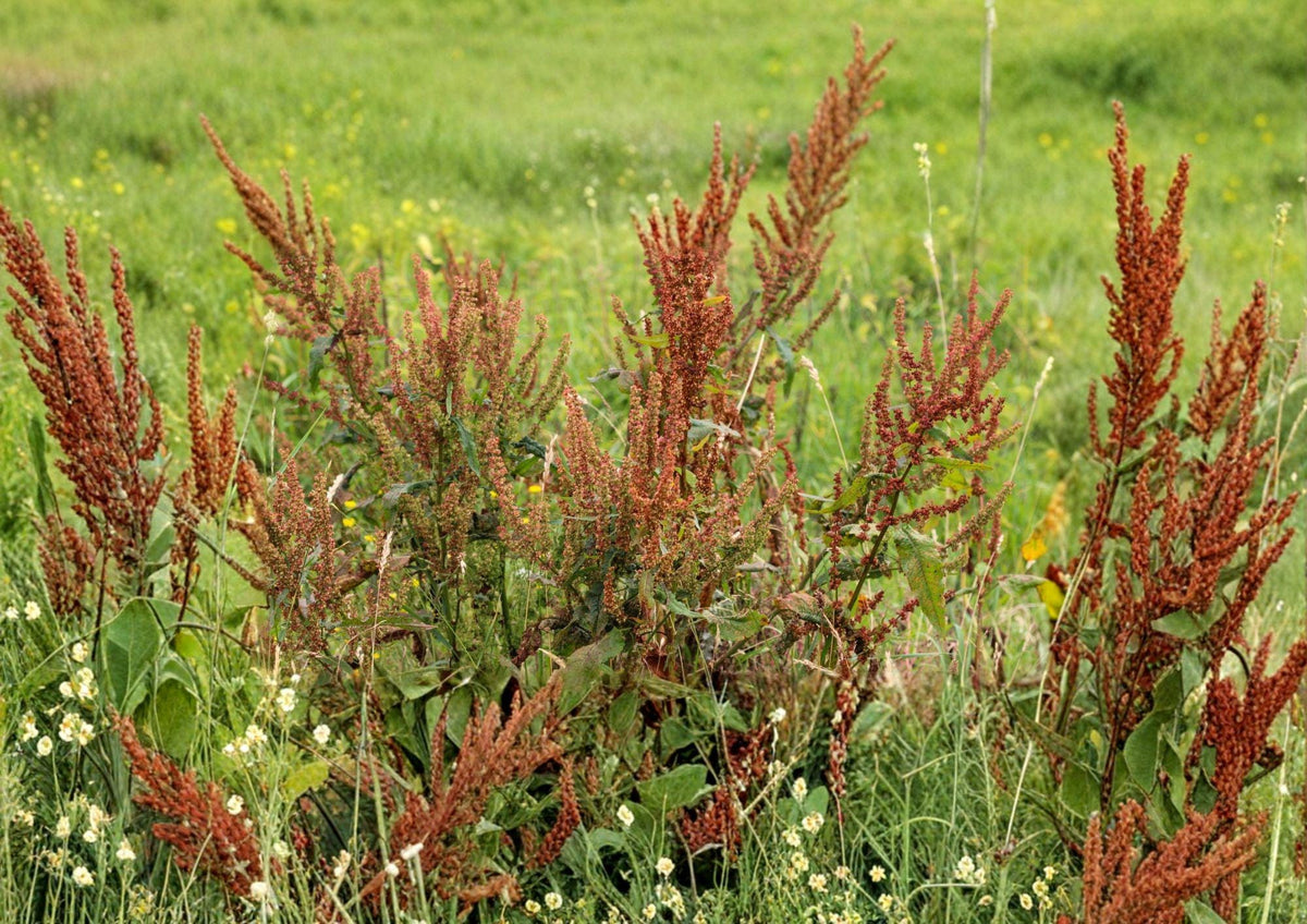 Water Dock Seeds – Native Wetland Perennial for Ponds, Marshes & Rain Gardens – Rumex orbiculatus Seed Pack