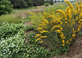 Old Field Goldenrod Seeds – Native Wildflower, Bright Yellow Fall Blooms, Solidago nemoralis, Drought Tolerant, Pollinator Garden Plant