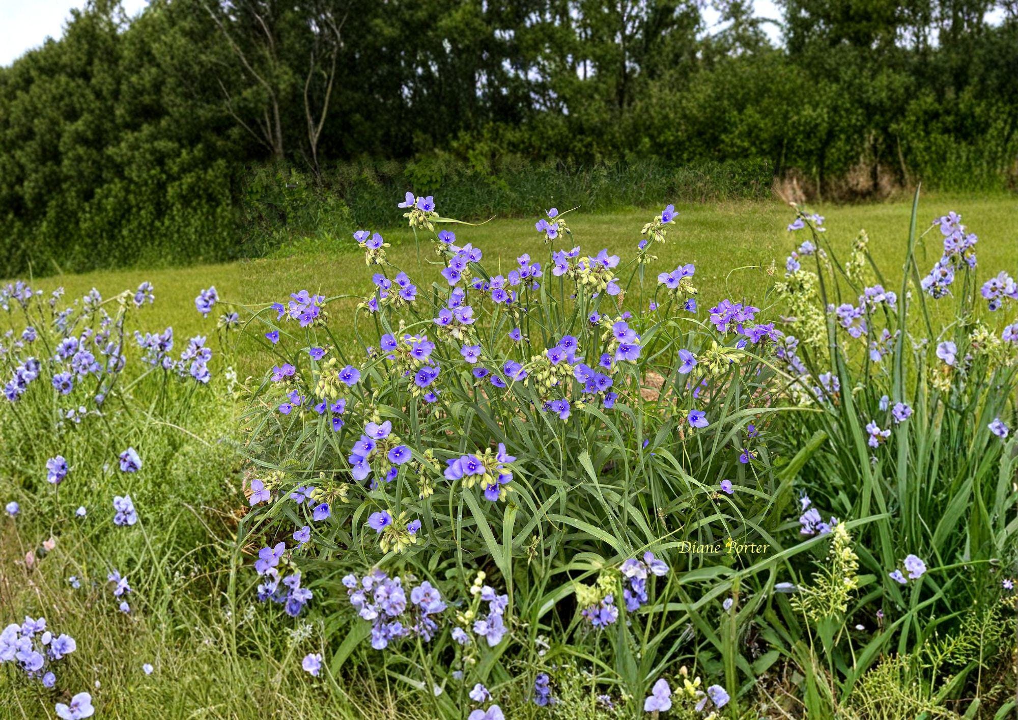 Ohio Spiderwort Seeds – Sky Blue Flowers, Native Perennial, Pollinator Garden Plants, Tradescantia ohiensis, Prairie Wildflower Seeds