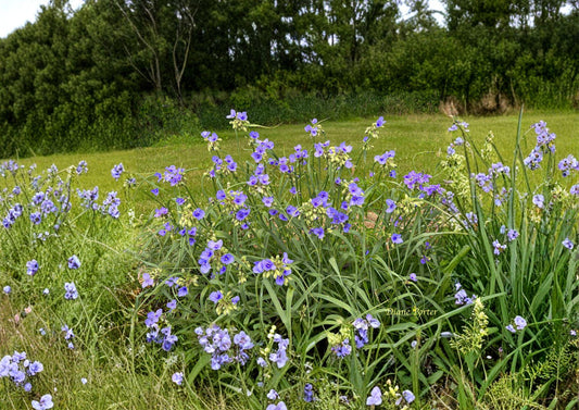 Ohio Spiderwort Seeds – Sky Blue Flowers, Native Perennial, Pollinator Garden Plants, Tradescantia ohiensis, Prairie Wildflower Seeds