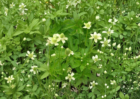 Anemone cylindrica Thimbleweed Seeds – Native Perennial with White Flowers & Seed Heads – Drought-Tolerant Wildflower for Prairies & Meadows
