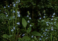 Lobelia Inflata Seeds – Native Wildflower for Pollinator Gardens – Indian Tobacco, Pale Blue Tubular Flowers, Ecological Restoration