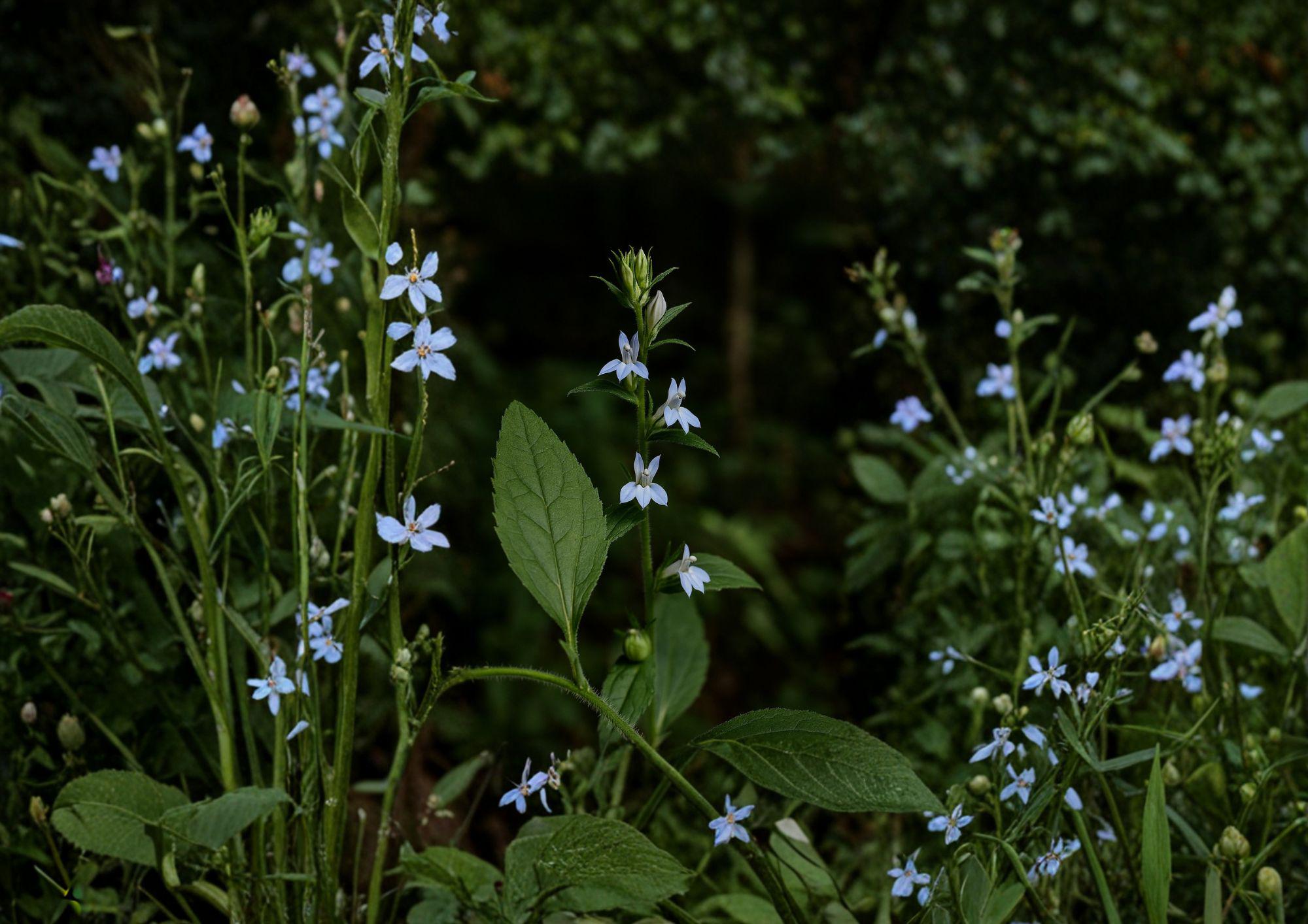 Lobelia Inflata Seeds – Native Wildflower for Pollinator Gardens – Indian Tobacco, Pale Blue Tubular Flowers, Ecological Restoration