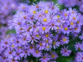 NY Ironweed Seeds - Native Vernonia noveboracensis Perennial for Prairie Gardens & Pollinator Attracting Purple Blooms