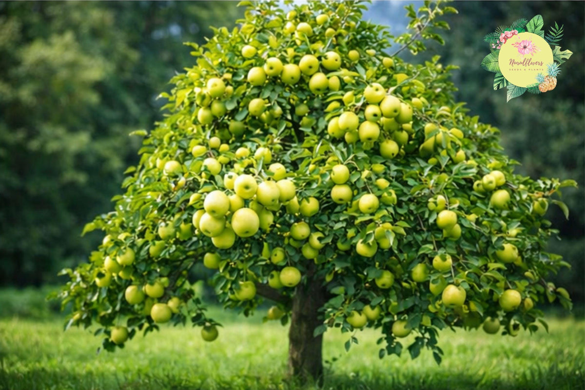 Yellow Delicious Apple Grafted Fruit Tree Bare-root - Malus domestica, Sweet, Crisp, Full Sun, Home Orchard