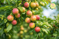 Methley Plum Grafted Fruit Tree – Sweet Juicy Prunus salicina for Home Gardens & Container Planting