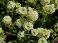 Sweet Everlasting Seeds – Pseudognaphalium obtusifolium – Native Wildflower for Pollinator Gardens and Dried Flowers