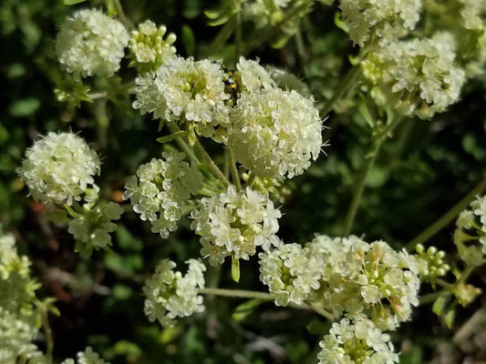 Sweet Everlasting Seeds – Pseudognaphalium obtusifolium – Native Wildflower for Pollinator Gardens and Dried Flowers