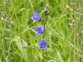 Western Blue Eyed Grass Seeds – Sisyrinchium bellum Perennial Wildflower, Blue-Violet Flowers, 100 Seeds