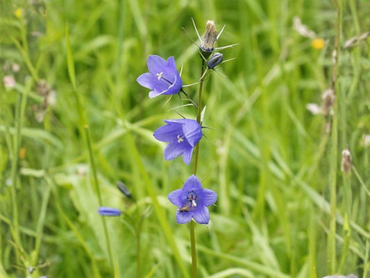 Western Blue Eyed Grass Seeds – Sisyrinchium bellum Perennial Wildflower, Blue-Violet Flowers, 100 Seeds