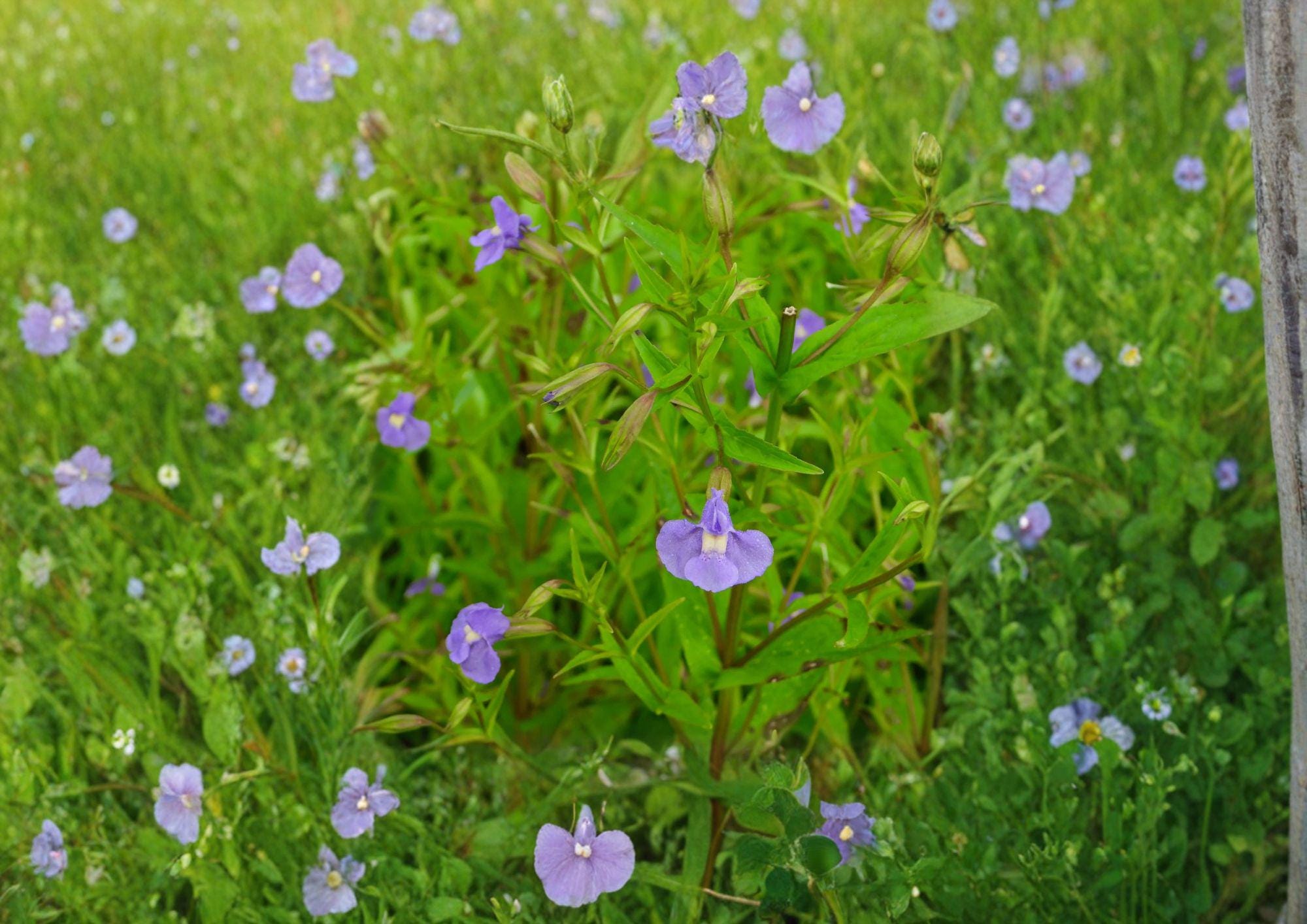 Mimulus Ringens Monkey Flower Seeds – Native Blue Wetland Wildflower for Gardens & Restoration Projects