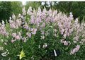 Obedient Plant Seeds – Pink Purple Flower Spikes, Native Perennial, Pollinator Garden, Physostegia virginiana, 50 Seeds