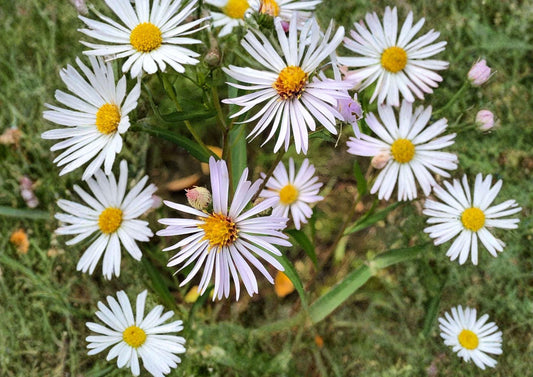 Panicled Aster Seeds – White Fall Blooms, Native Perennial for Pollinator Gardens, Symphyotrichum lanceolatum, 100 Seeds