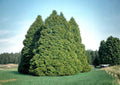 Eastern Arborvitae Seeds – Thuja occidentalis for Hedges, Windbreaks, Evergreen Privacy Screen, 50 Seeds