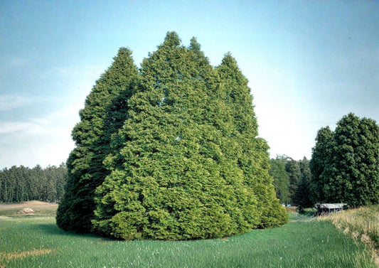 Eastern Arborvitae Seeds – Thuja occidentalis for Hedges, Windbreaks, Evergreen Privacy Screen, 50 Seeds