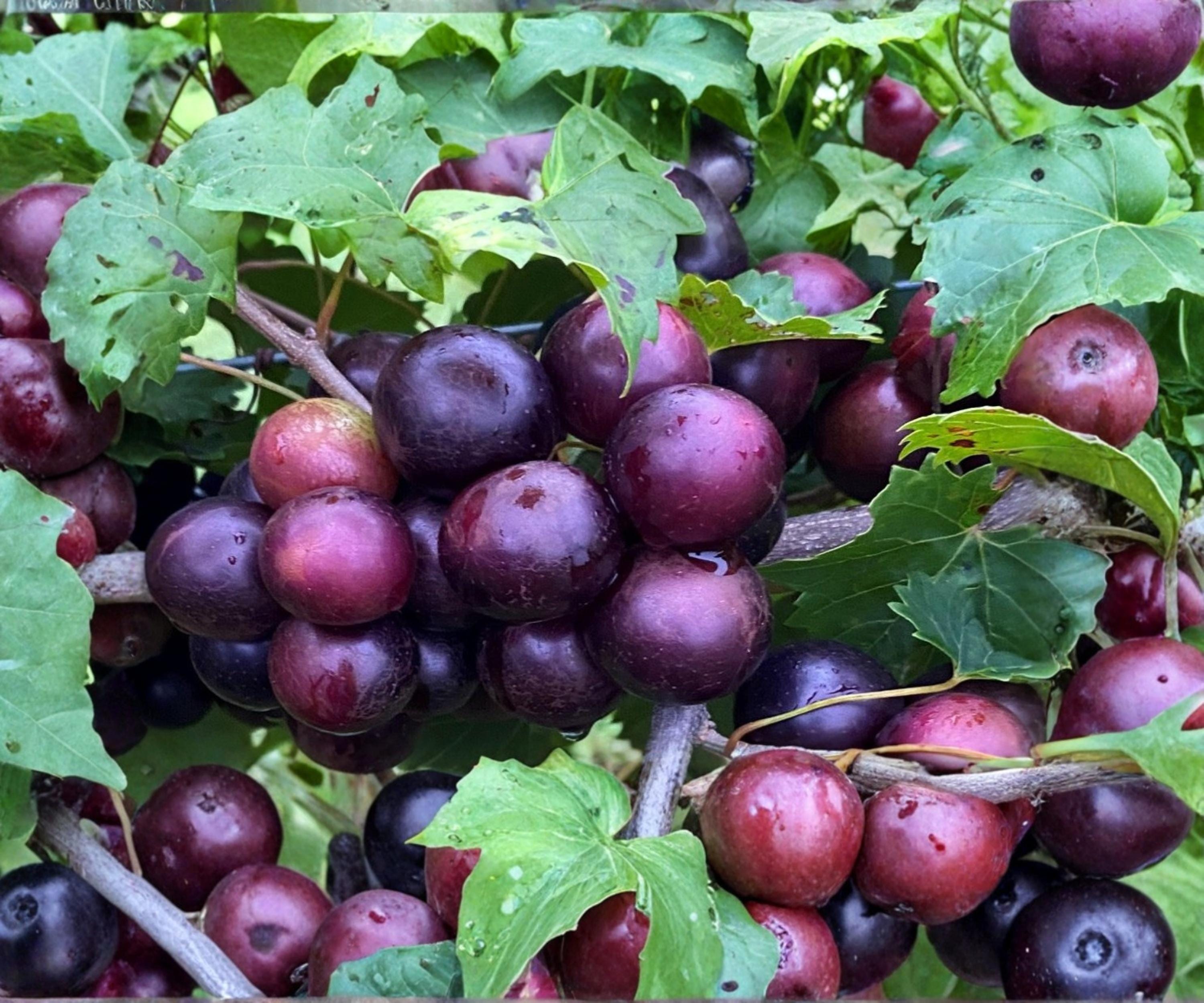 Muscadine Grape Cuttings Vitis rotundifolia - Male & Female Climbing Vine for Fruit & Landscape