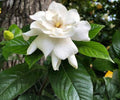 Gardenia jasminoides Cuttings - Heirloom White Fragrant Shrub, Evergreen, Large Blooms, Glossy Foliage