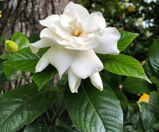 Gardenia jasminoides Cuttings - Heirloom White Fragrant Shrub, Evergreen, Large Blooms, Glossy Foliage