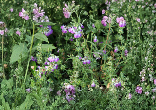 Chinese Houses Collinsia Heterophylla Seeds – Blue White Annual Wildflower for Gardens, Cottage, Borders, Pollinator-Friendly