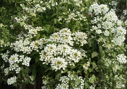 Empress Rocket Candytuft Seeds – White Fragrant Annual Flower for Borders & Cottage Gardens (100 Seeds)