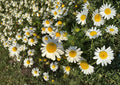 German Chamomile Seeds – Fragrant Daisy Flowers for Tea, Herbal Remedies, Cottage Gardens, Pollinator-Friendly, Matricaria recutita