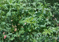 Black Mint Huacatay Seeds, Tagetes minuta, Aromatic Medicinal Culinary Herb, Perennial Herb Plant, Andean Herb Garden