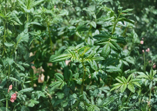 Black Mint Huacatay Seeds, Tagetes minuta, Aromatic Medicinal Culinary Herb, Perennial Herb Plant, Andean Herb Garden